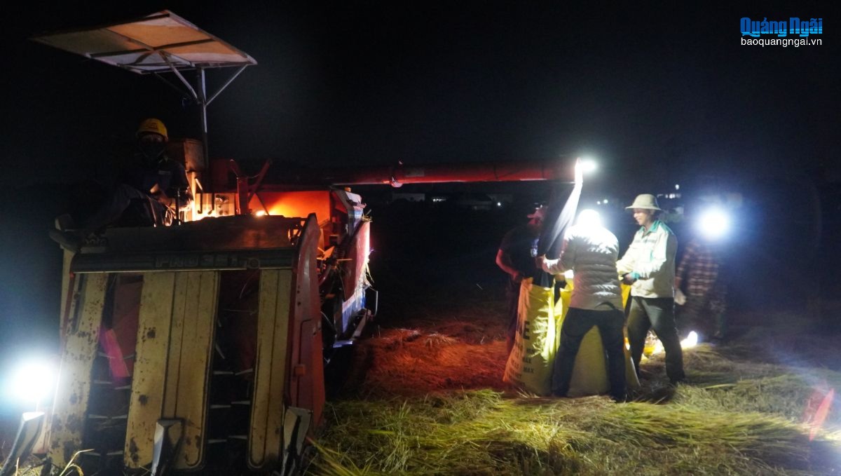 Nông dân đội đèn gặt lúa trong đêm