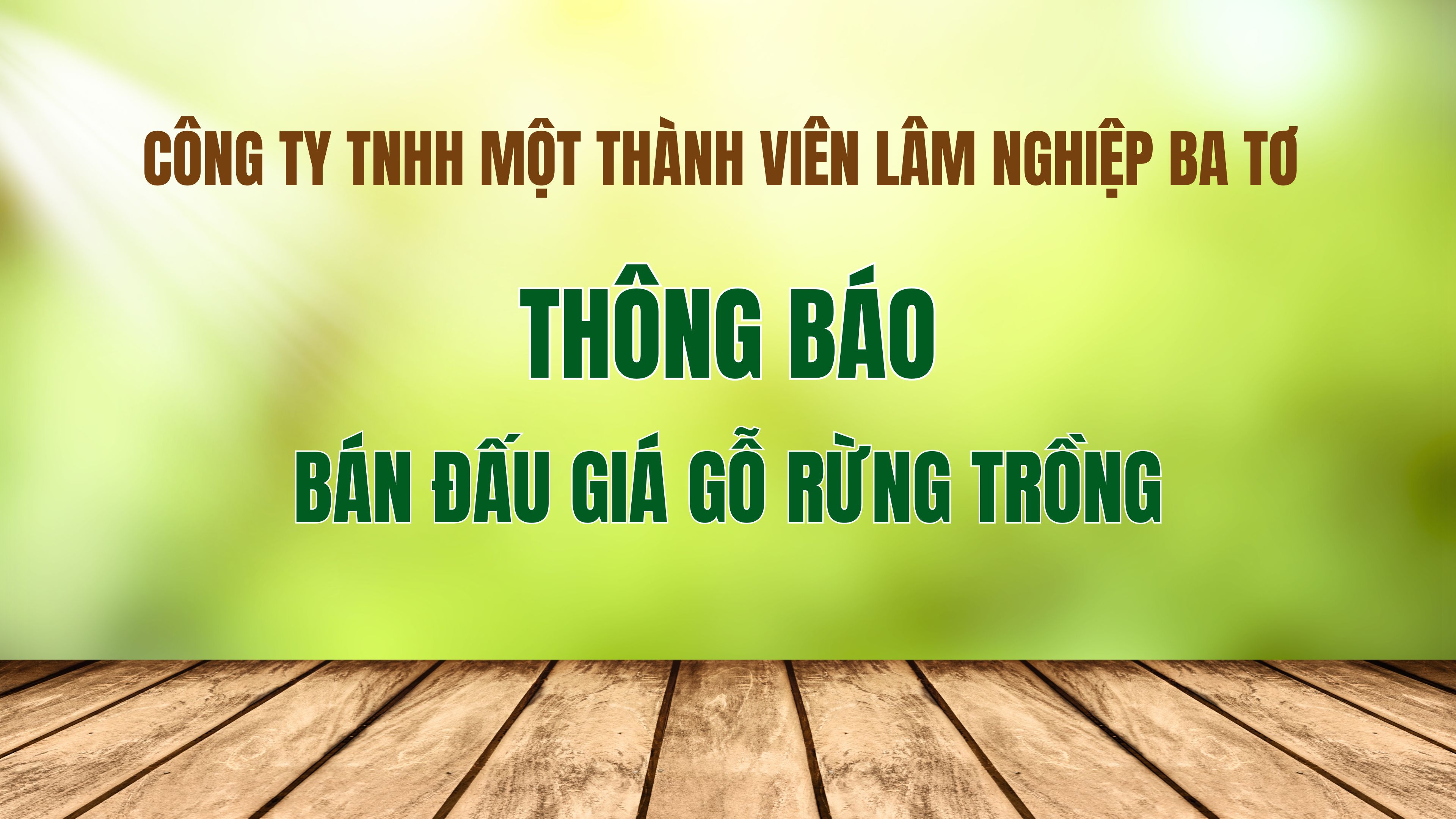 Công ty TNHH MTV Lâm nghiệp Ba Tơ thông báo tổ chức bán đấu giá gỗ rừng trồng