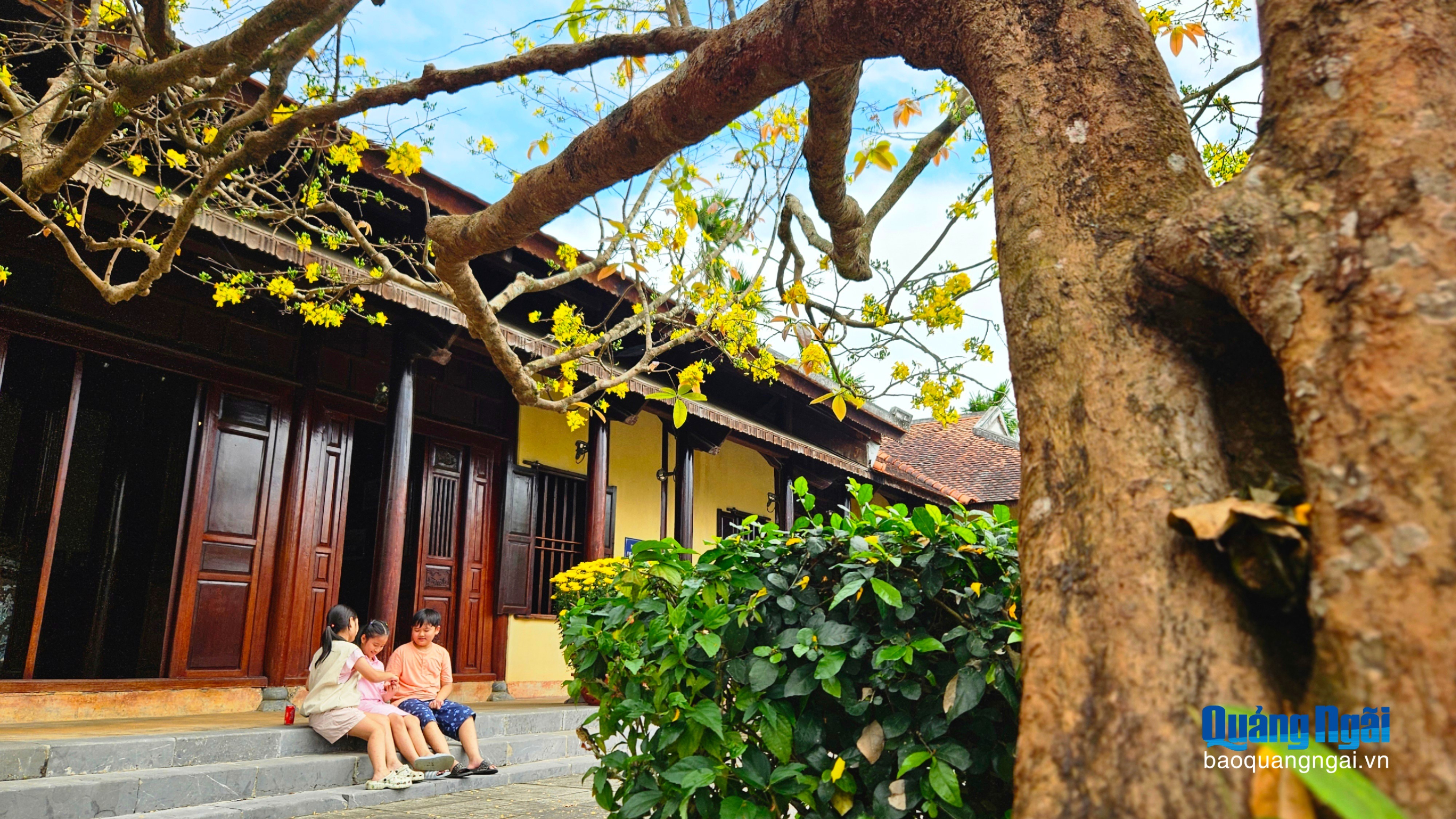 Rực rỡ sắc hoa mai cổ thụ ở Khu lưu niệm Thủ tướng Phạm Văn Đồng