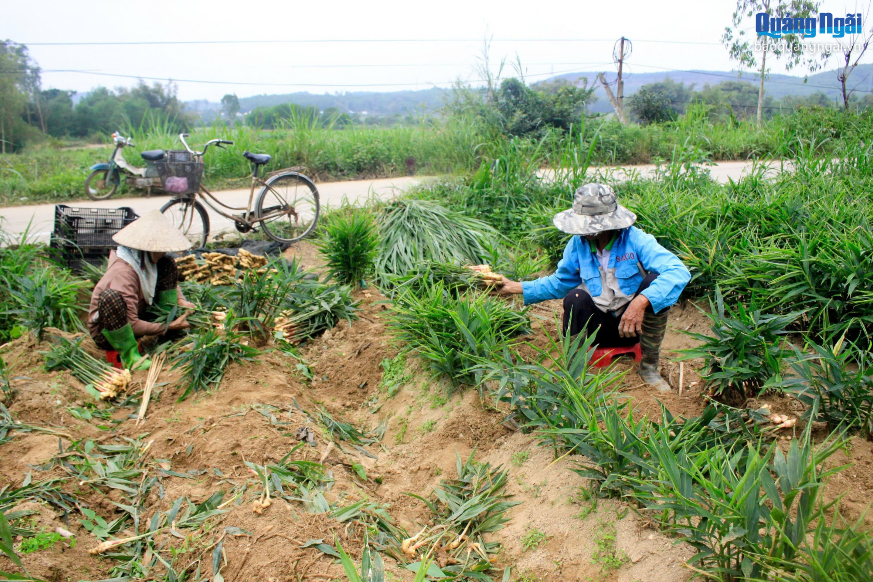 Báo và Phát thanh, Truyền hình Quảng Ngãi