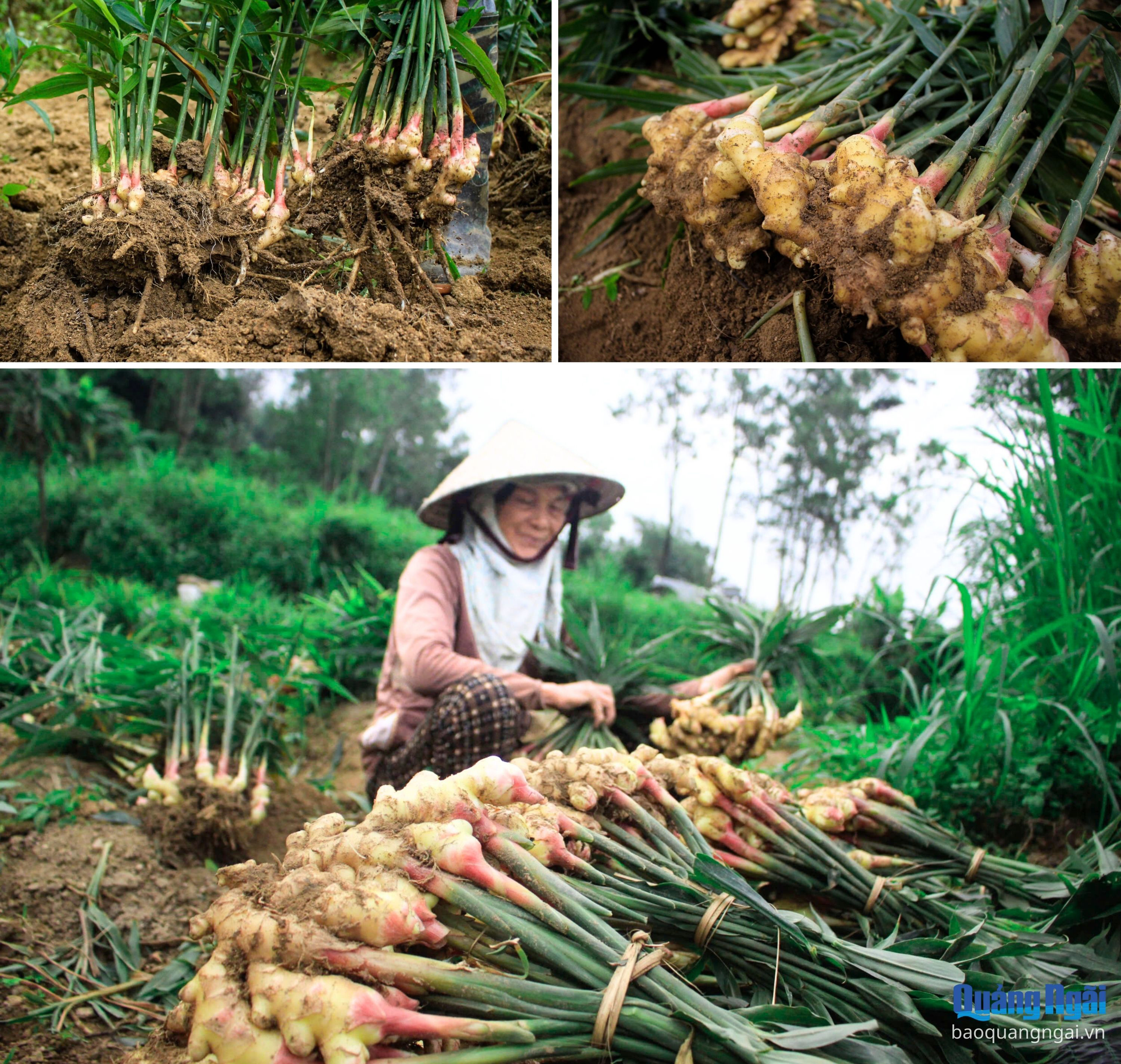 Báo và Phát thanh, Truyền hình Quảng Ngãi