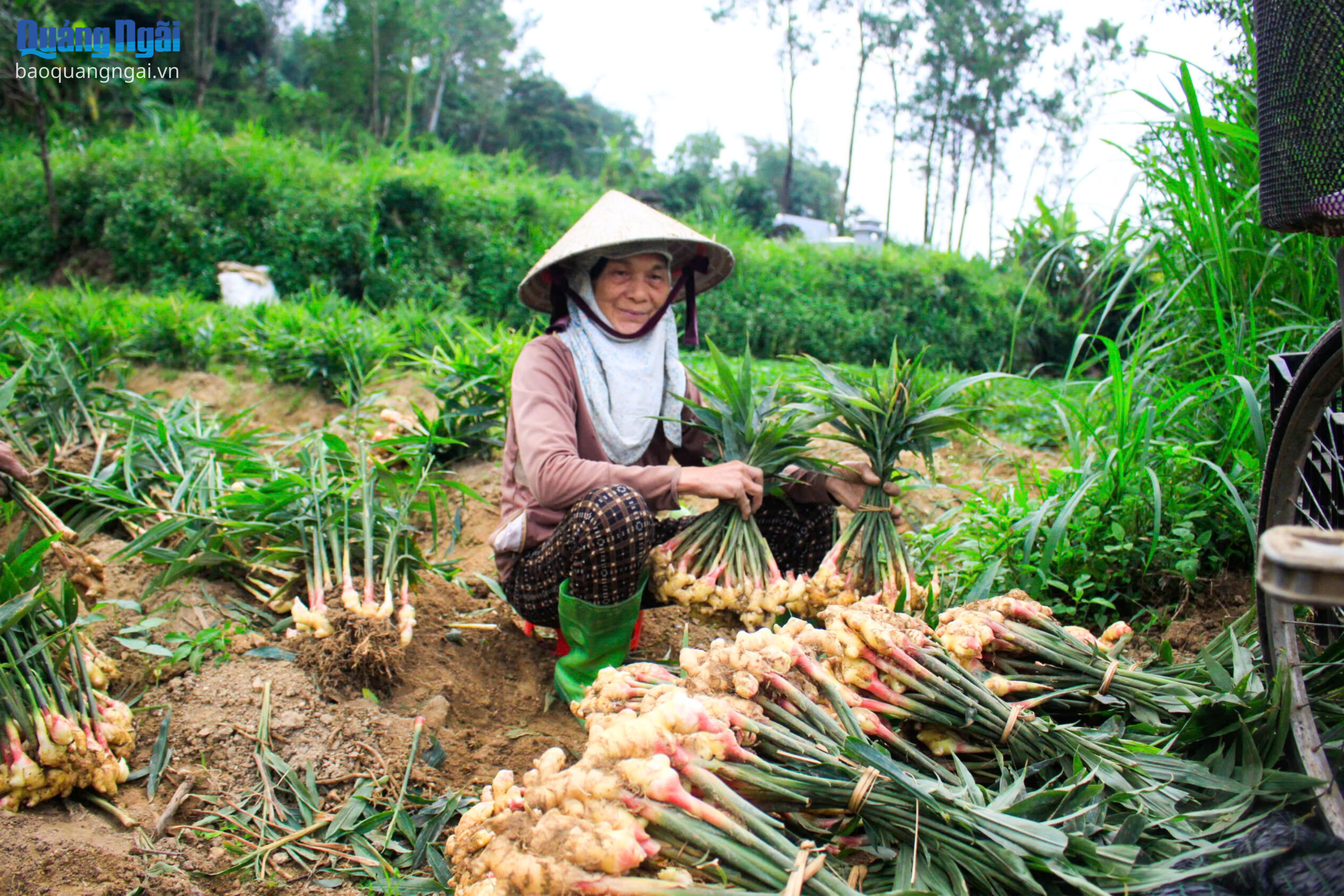 Báo và Phát thanh, Truyền hình Quảng Ngãi