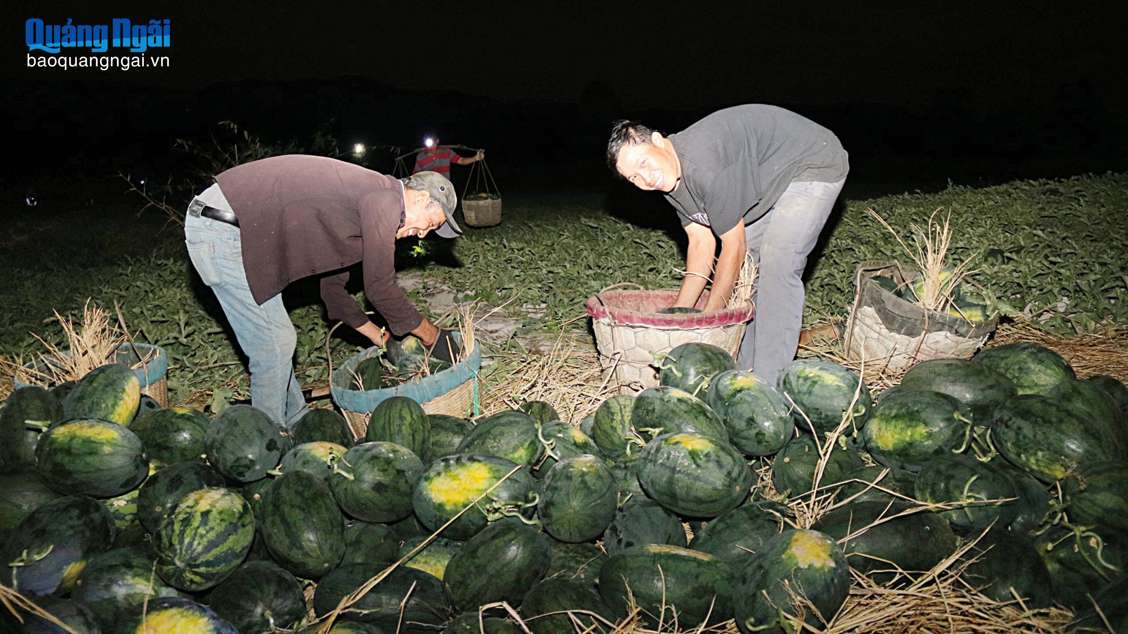 Đời “du mục” trên những ruộng dưa