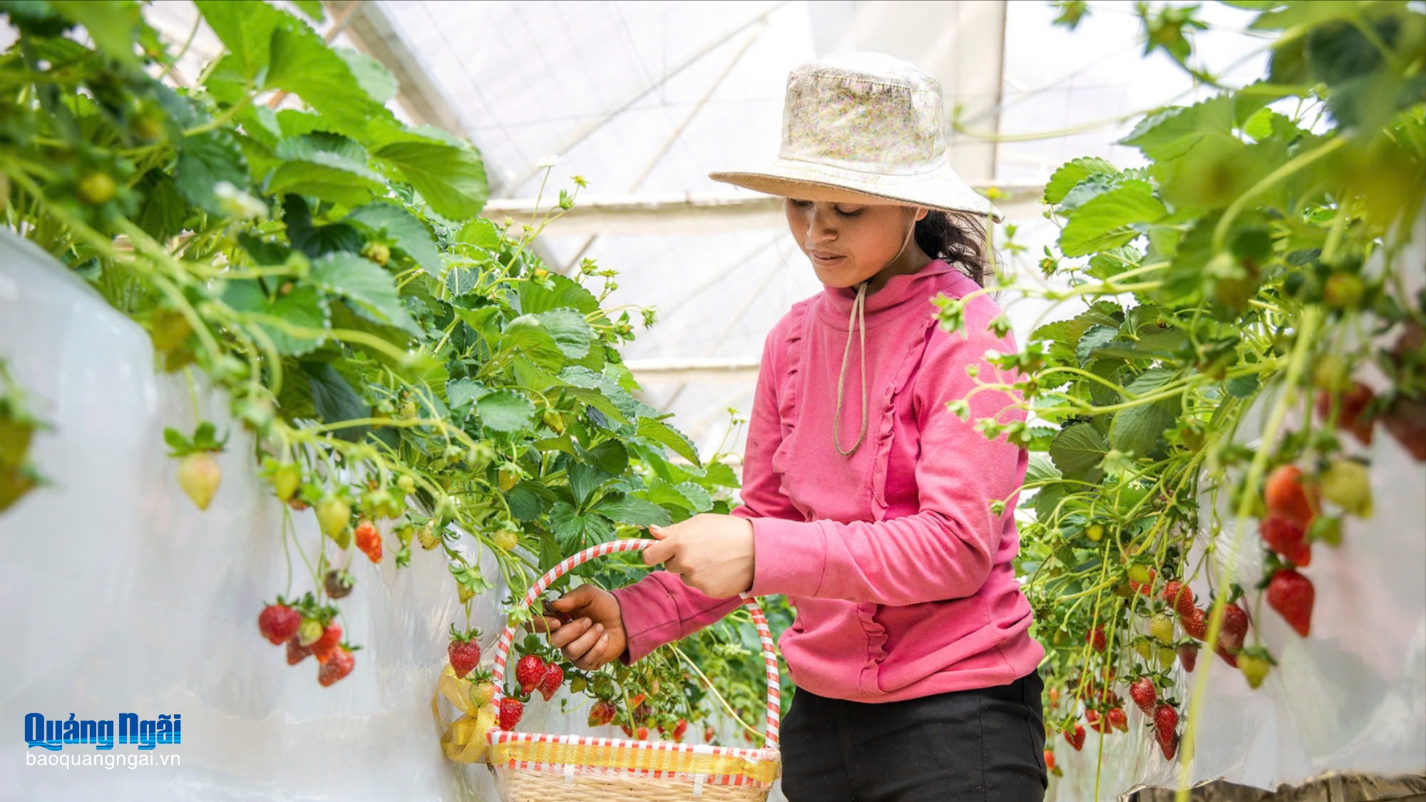 Xây dựng nông dân “3 tiên phong”