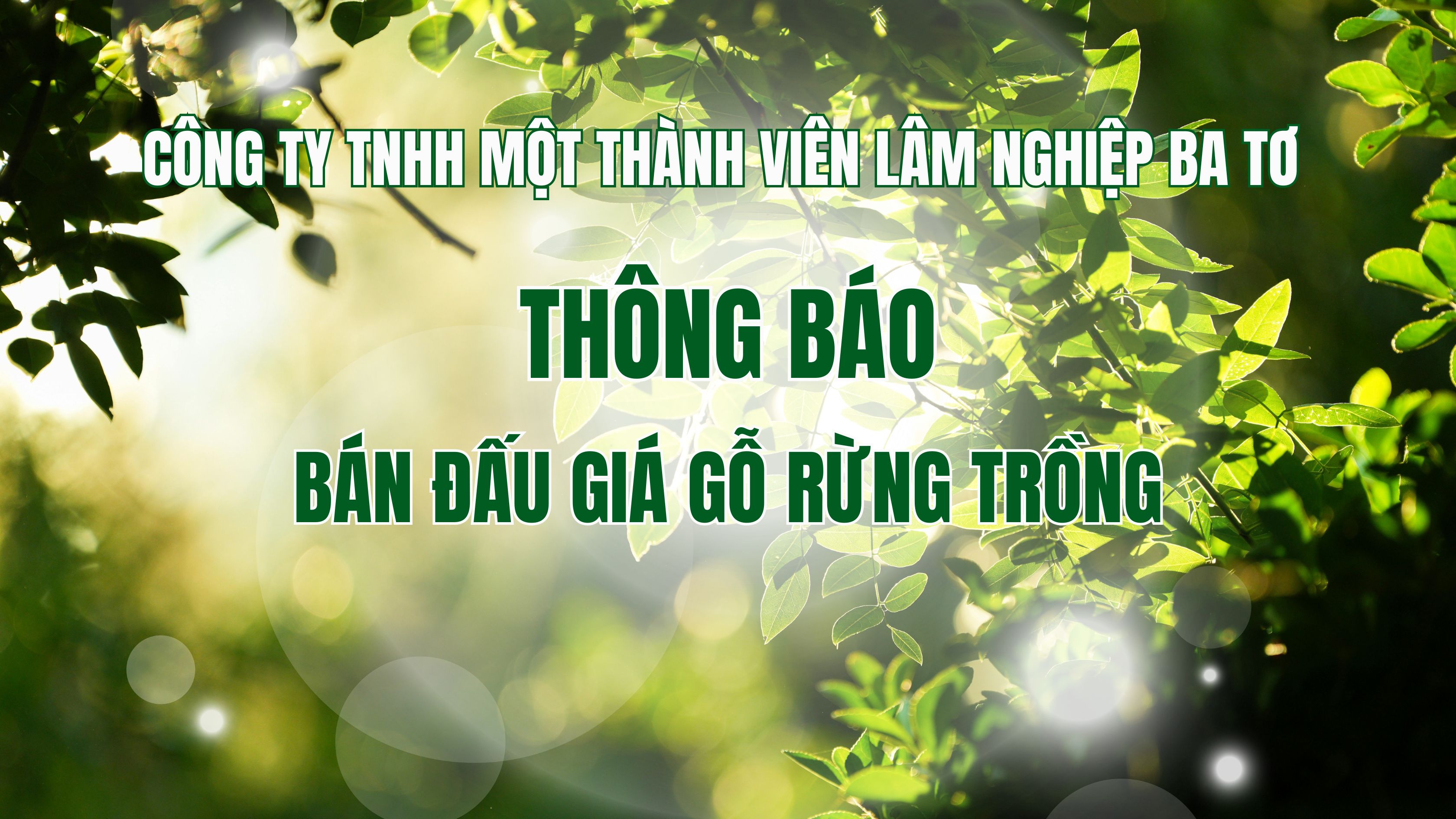 Công ty TNHH một thành viên Lâm nghiệp Ba Tơ thông báo bán đấu giá gỗ rừng trồng (lần 4)