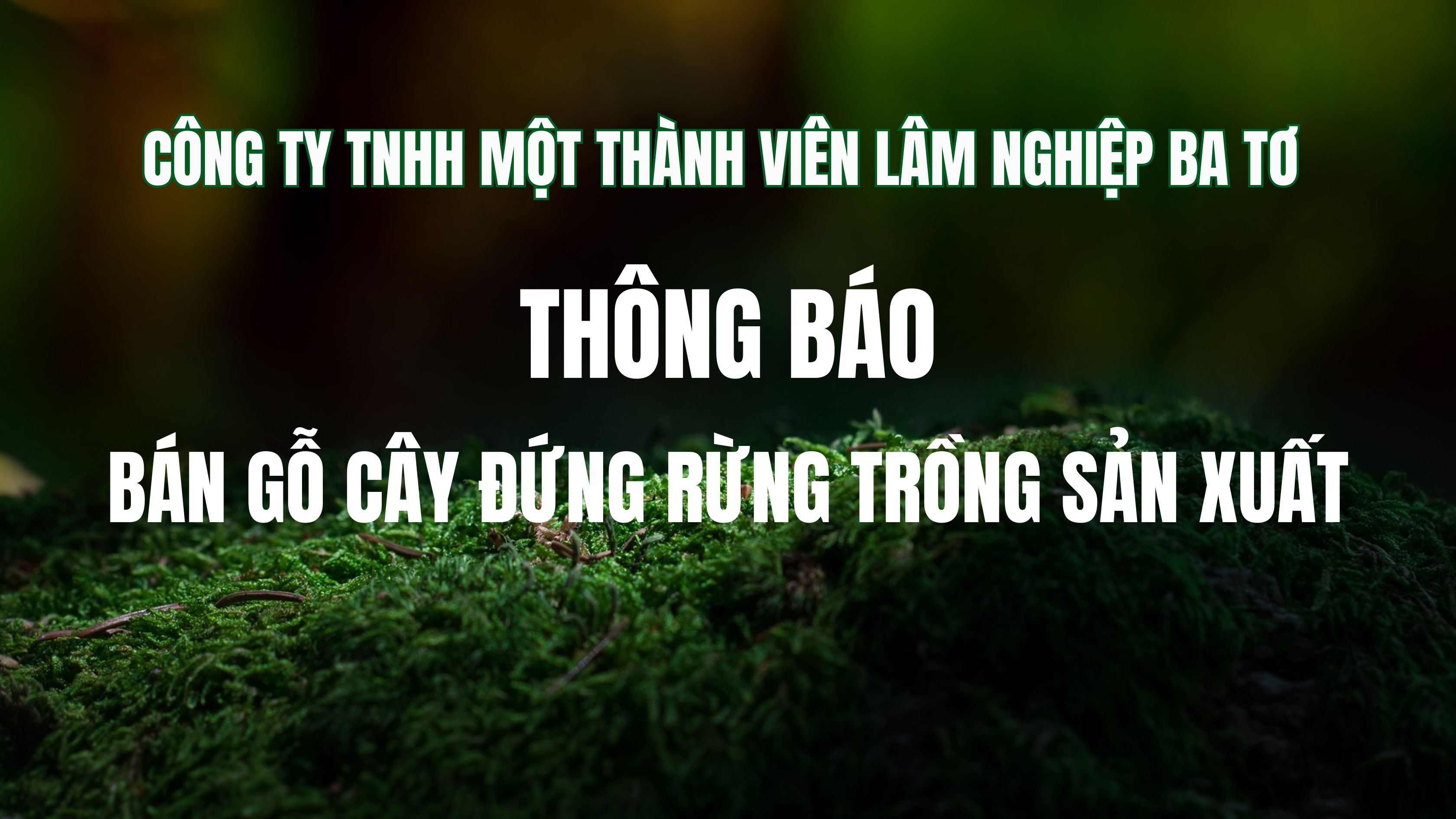 Công ty TNHH một thành viên Lâm nghiệp Ba Tơ thông báo bán gỗ cây đứng rừng trồng sản xuất
