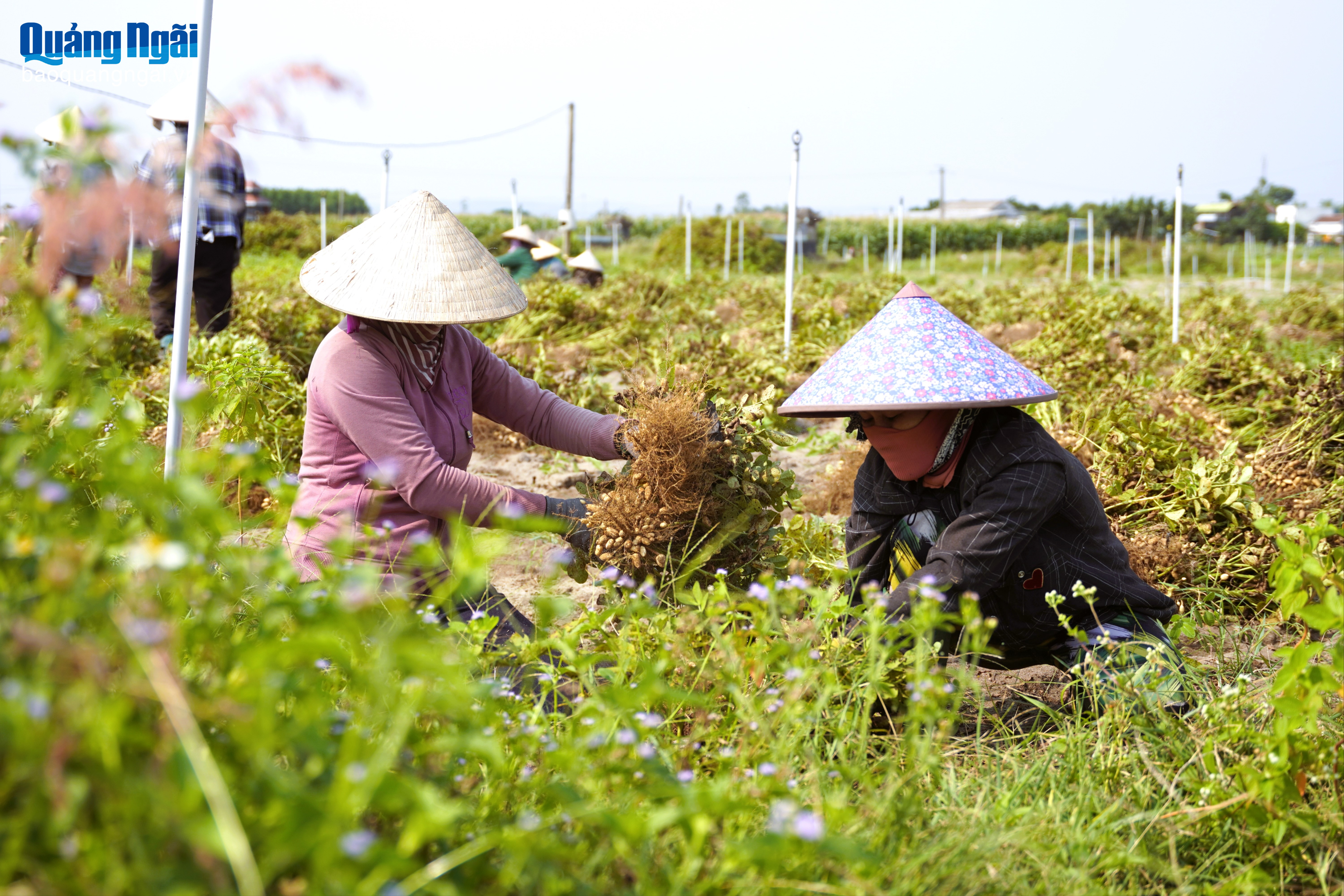 Báo và Phát thanh, Truyền hình Quảng Ngãi
