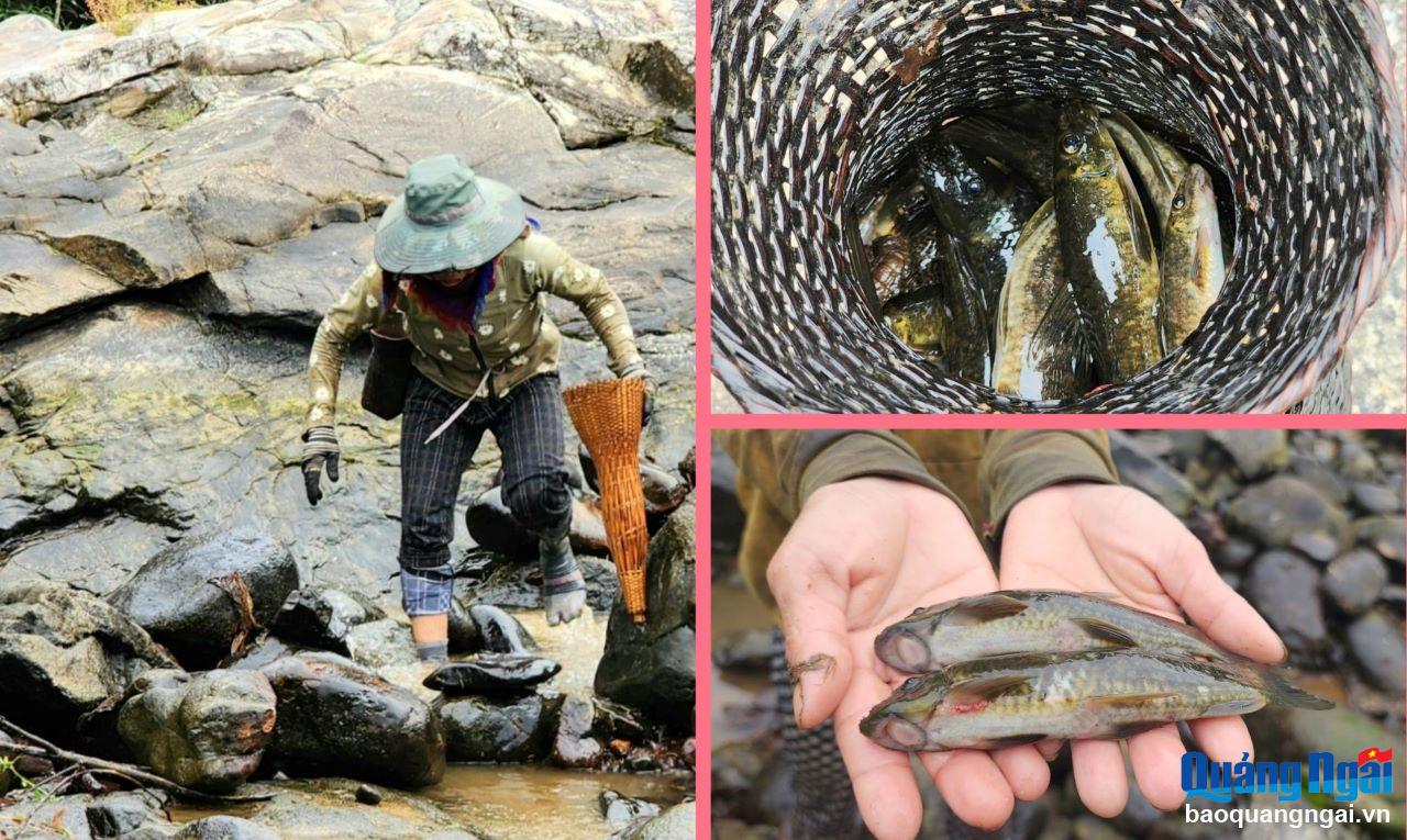 Số cá bắt được chủ yếu là cá bống đá và một số loài cá suối nhỏ khác.