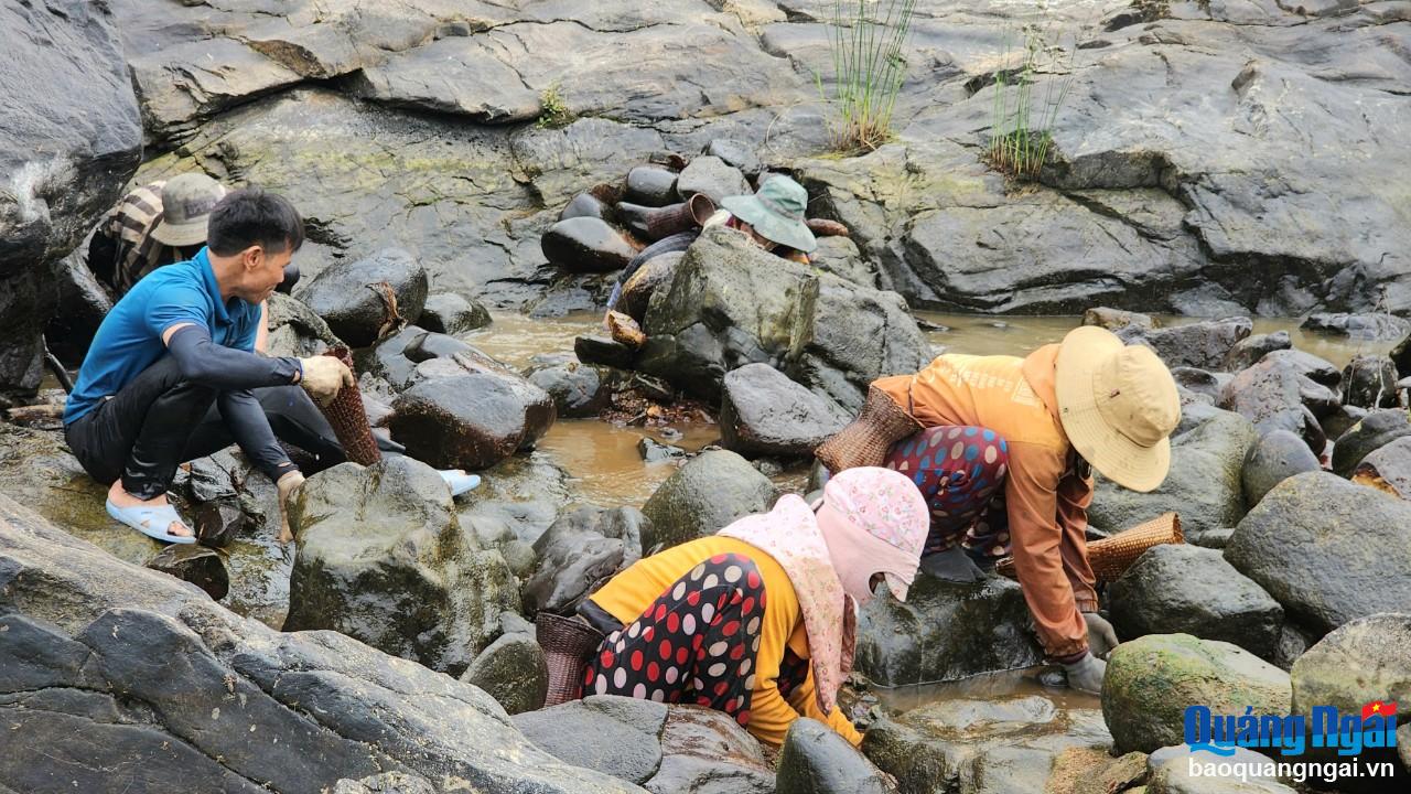 Rất đông người dân cùng tham gia bắt cá để mang về cải thiện bữa ăn gia đình.