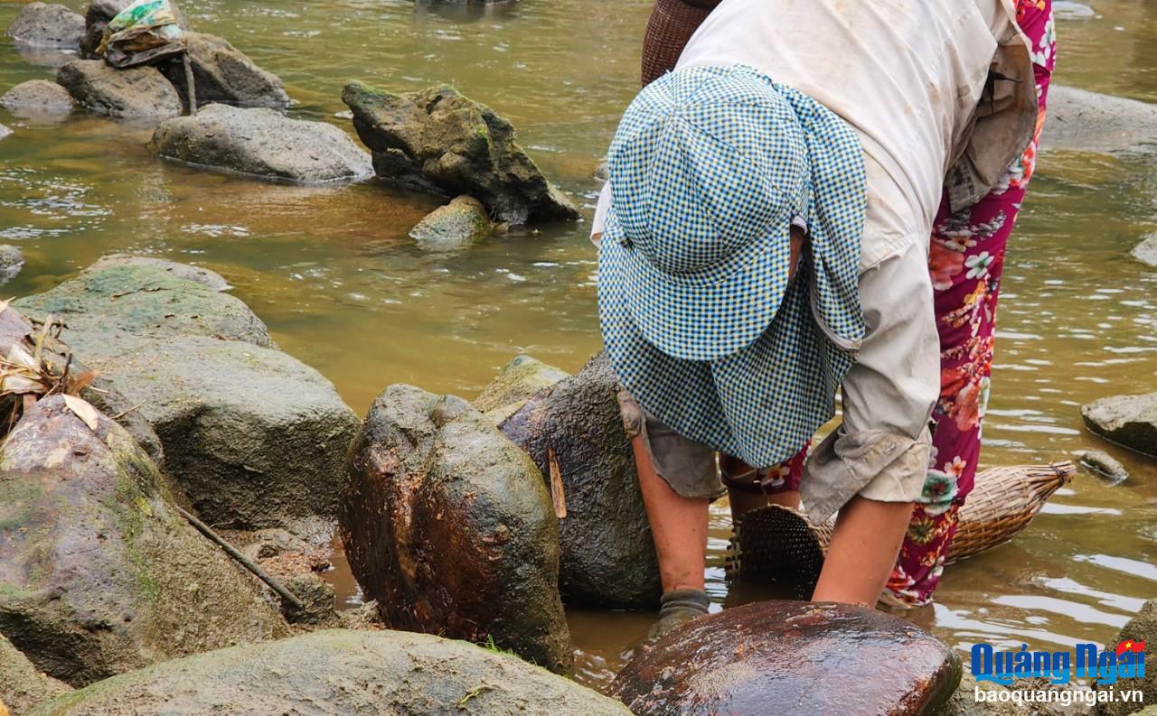 Người dân lật từng viên đá để bắt cá.