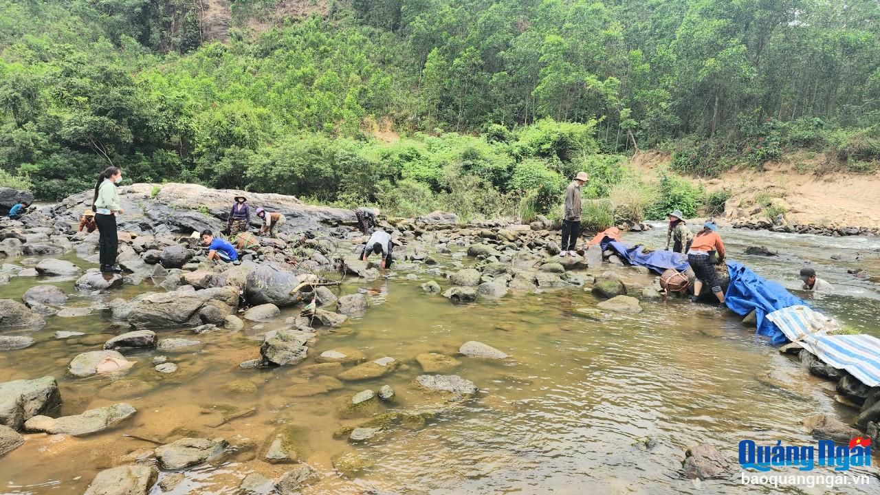 Thời điểm này, mực nước của dòng sông Phước Giang chảy qua xã Long Mai (Minh Long) xuống thấp. Tranh thủ thời gian rảnh, nhiều bà con đồng bào Hrê ở thôn Long Thượng, xã Long Mai rủ nhau ra sông ngăn dòng chảy để đánh bắt cá.